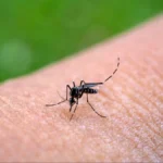 Más de 1.000 casos de chikunguña: Santa Cruz cierra enero con una «epidemia de alta transmisión»