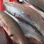 Primeros reportes del sábalo generan expectativa en el Pilcomayo