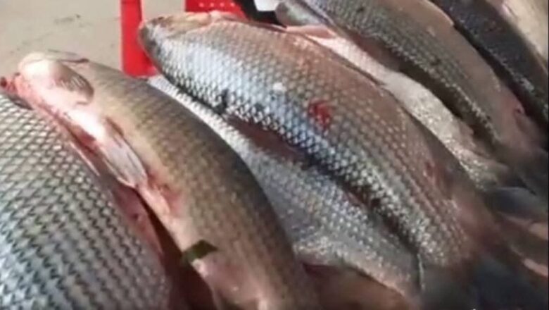 Primeros reportes del sábalo generan expectativa en el Pilcomayo