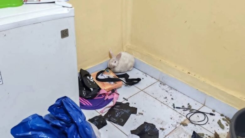 Allanamiento en Tarija: F.E.L.C.N. incauta m4rihu4na y rescata animales
