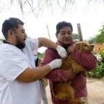 Acciones sanitarias fortalecen la inmunización de canes