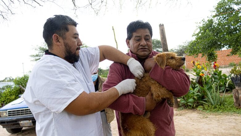 Acciones sanitarias fortalecen la inmunización de canes