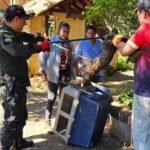 Ocelote escapa en Trinidad: “Yuma” fue capturado tras dos horas de operativo.