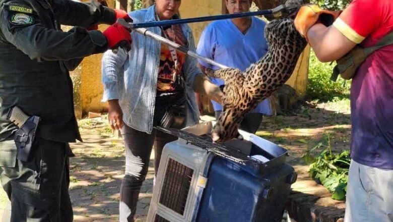 Ocelote escapa en Trinidad: “Yuma” fue capturado tras dos horas de operativo.