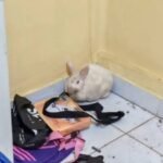 Quedó ciego .!Conejo que consumió m4rihu4na