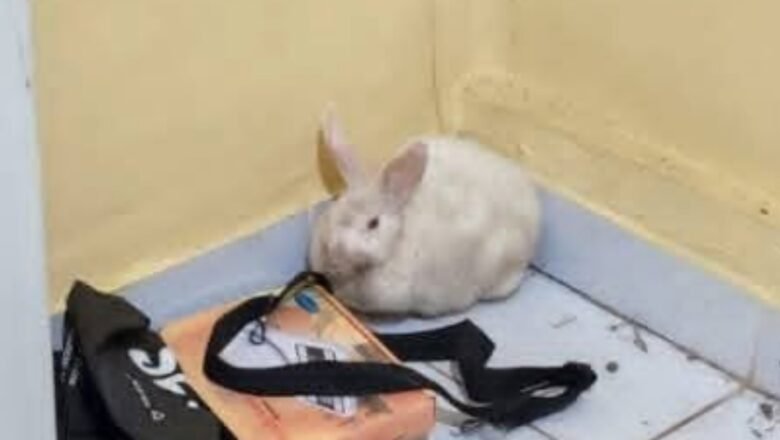 Quedó ciego .!Conejo que consumió m4rihu4na