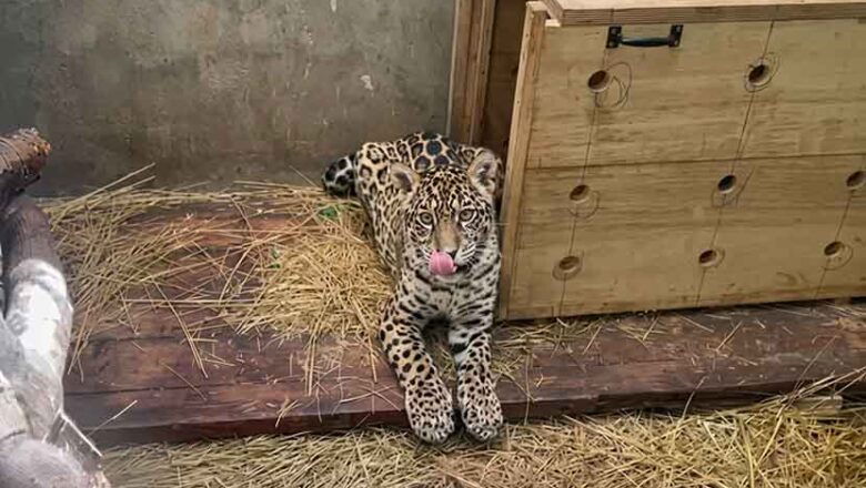 Tras dos semanas Shiva la felina fue trasladado a La Paz, recibió 90 perdigones y necesita interviniendo urgente