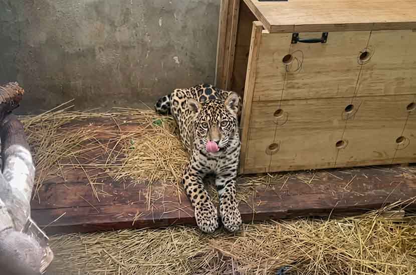 Tras dos semanas Shiva la felina fue trasladado a La Paz, recibió 90 perdigones y necesita interviniendo urgente