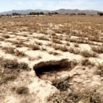 Chuquisaca: Sequía reduce la producción de trigo en 50% en Mojocoya