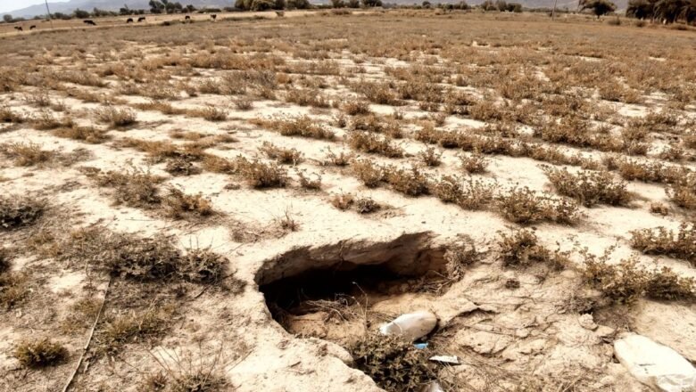 Chuquisaca: Sequía reduce la producción de trigo en 50% en Mojocoya